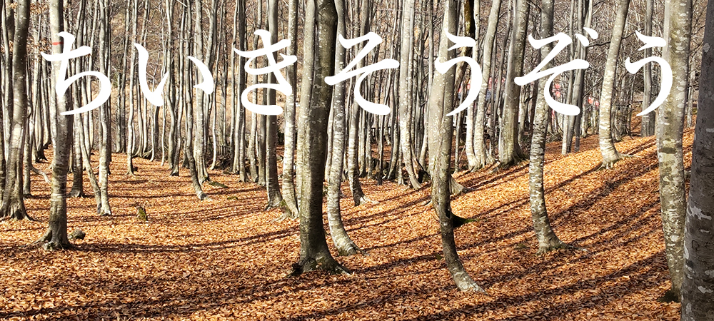 落葉の浅草岳公園ブナ林